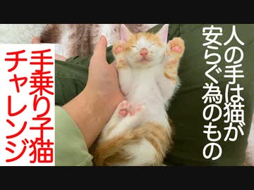 人の手は、子猫が安らぐ為にある