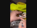 【 #フクロモモンガ 】おやつフィッシュスティックのためなら！ #おはモモンガ #蜜袋鼯 #슈가글라이더 #フクモモ #sugerglider #モモンガ #shorts