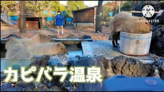 カピパラ温泉を見に行ったぞ！カピパラきゃわわ！