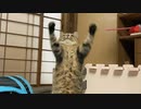 おもちゃで遊ぶとは珍しい…