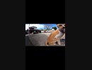 猫島で見つけた外猫達#Shorts【野良猫】【感動猫】