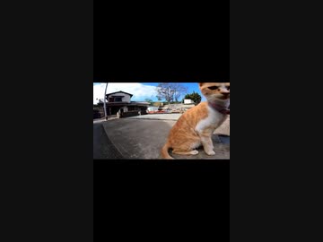 猫島で見つけた外猫達#Shorts【野良猫】【感動猫】