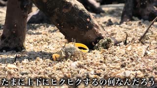 【生物観察】マングローブで見つけた生き物を紹介します【オーストラリア編】