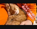 生後4週3460日のベテラン子猫、貫禄の寝落ちを見せる