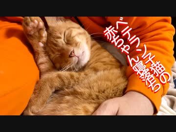 生後4週3460日のベテラン子猫、貫禄の寝落ちを見せる