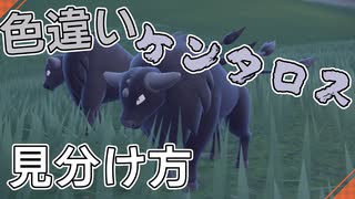 色違いケンタロスの見分け方【ポケモンSV】