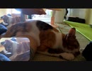 子育てに疲れてお腹を飼主の腕に預ける母猫
