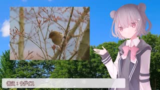 【なきごえ祭り】動物鳴き声クイズ・鳥類編【花隈千冬】