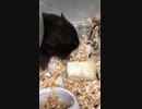 ハムスター