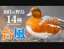 【10月】鳥の名前14種　#野鳥　#野鳥図鑑 　#身近な生き物語