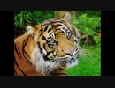 【NNIオリジナル】Talking Tiger