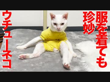 ウチューネコ、服の隙間から抑えきれないこの珍妙