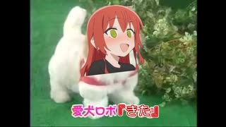 愛犬ロボ「きた」