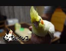 サンタと26歳のインコが延々イチャイチャする動画（夕方のスキンシップタイムをダラダラお送りします。眠れない夜とかにどうぞ…）