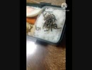 お弁当にいそ松葉あうよ今度催し物するから来て楽しみですお弁当違ったイベント