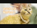 新しく青猫を迎えてから、先住猫の様子がおかしい
