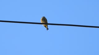 カワラヒワのさえずり