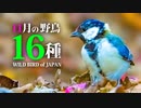 【11月】鳥の名前16種　#野鳥　#野鳥図鑑 　#身近な生き物語