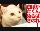 爆鳴き系白たぬき、ぶるにゃと鳴けなくなる
