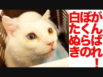 爆鳴き系白たぬき、ぶるにゃと鳴けなくなる