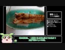 投げ釣りで釣れたアナゴを焼こう【VOICEROIDフィッシング】