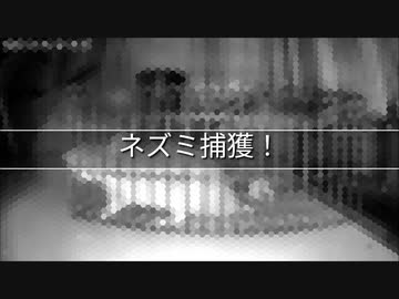 閲覧注意！ネズミ捕獲！
