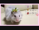 【天使】ショートケーキみたいにふわふわなハムスターに苺をプレゼント！【ふわたん】