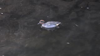 意外な高音で鳴くコガモのオスのさえずり