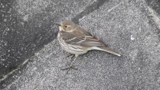 タヒバリの鳴き声【雀に似たセキレイ】