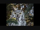 【NNIオリジナル】Horned Owl