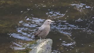 冬のカゲロウを食べる鳥