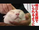 不調で萎んだ白たぬきの膨らませケアに挑む