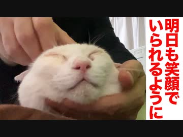 不調で萎んだ白たぬきの膨らませケアに挑む