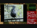 【SS版】とことん4日目SP【街実況19a】