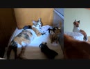 子猫の下に行くのに気合いを入れる母猫→子猫歓喜