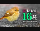 【12月】鳥の名前16種　#野鳥　#野鳥図鑑 　#身近な生き物語