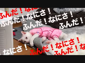 白たぬき不調の裏、めっちゃスネるウチューネコ