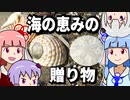 【ゆづきず誕生祭】海の恵みの贈り物【琴葉姉妹の磯遊び】