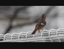 めっちゃ警戒してる鳥