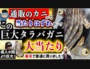 【タラバガニレビュー】楽天で購入した超特大『生タラバガニ』が大当たりだったので紹介します(10L以上)
