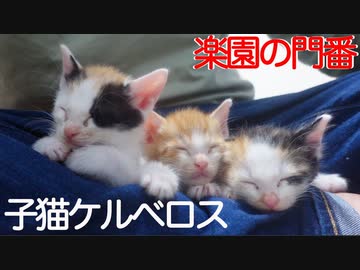 楽園の門番、子猫ケルベロス爆誕する