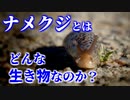ナメクジとはどんな生き物なのか？その生態や習性について紹介／カタツムリとの関係は？粘液が2種類ある!?交尾の仕方がすごい!?【ゆっくり解説】