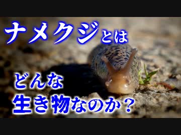 ナメクジとはどんな生き物なのか？その生態や習性について紹介／カタツムリとの関係は？粘液が2種類ある!?交尾の仕方がすごい!?【ゆっくり解説】