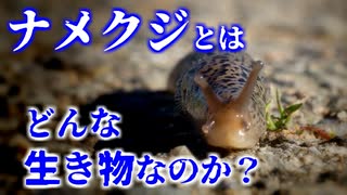 ナメクジとはどんな生き物なのか？その生態や習性について紹介／カタツムリとの関係は？粘液が2種類ある!?交尾の仕方がすごい!?【ゆっくり解説】