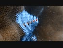 沖縄の海中で見つけたクリスマスツリー…その正体とは？！【Christmas tree worm】