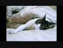 【NNIオリジナル】Go Back To Sleep