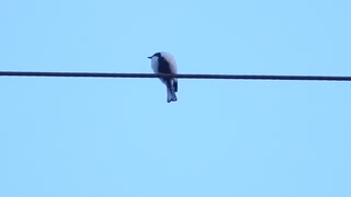 【癒やし】シジュウカラの鳴き声