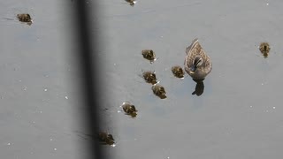 【カモ親子】ぴよぴよぴよぴよ