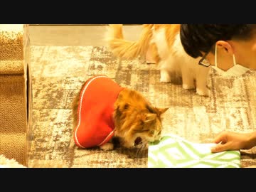 みけねこ男子 きゃりこ 前編 動物 動画 ニコニコ動画