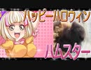 クロクマハムスターの日常。1